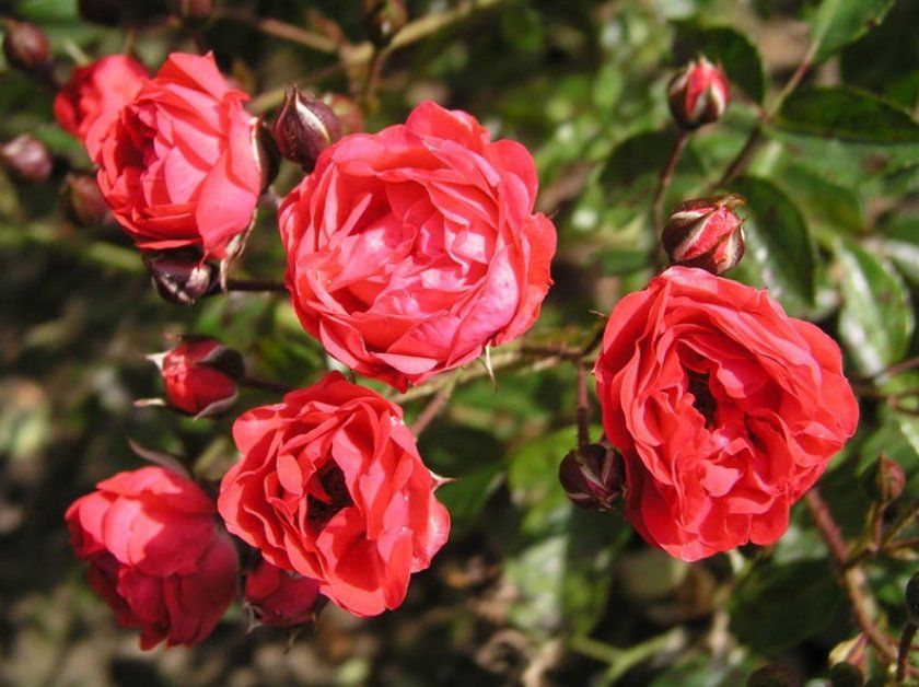 поліантових троянди