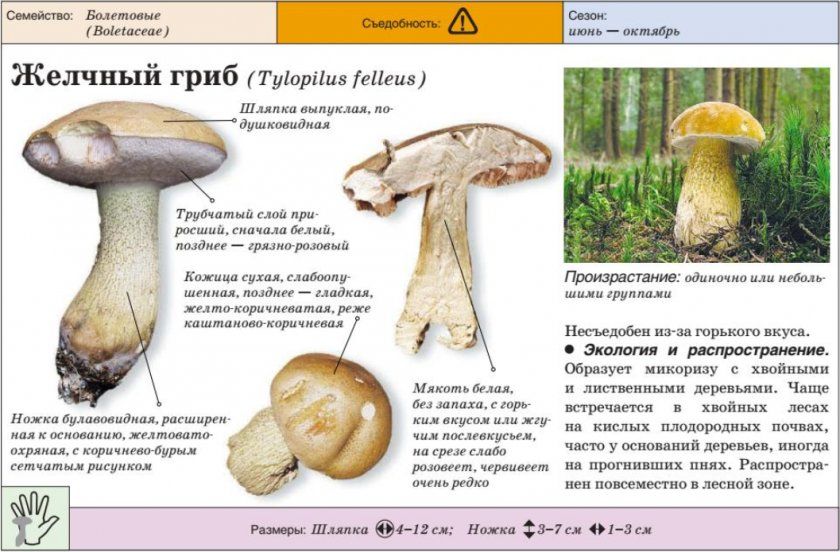 жовчний гриб