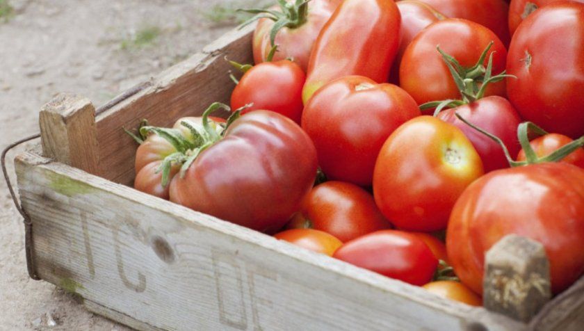 зберігання томатів