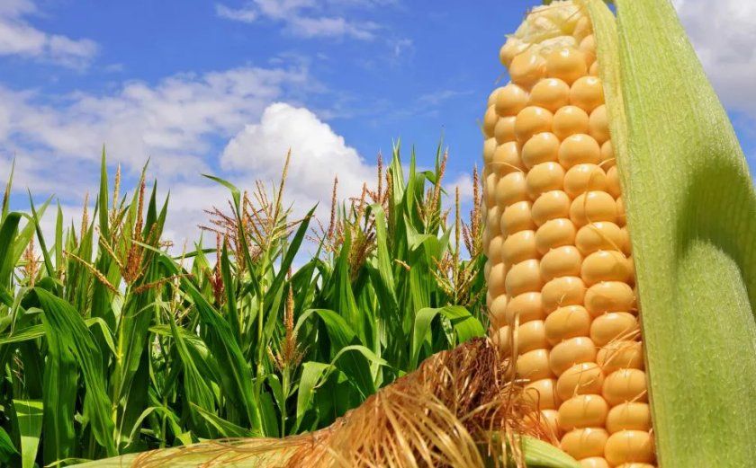 вирощування кукурудзи