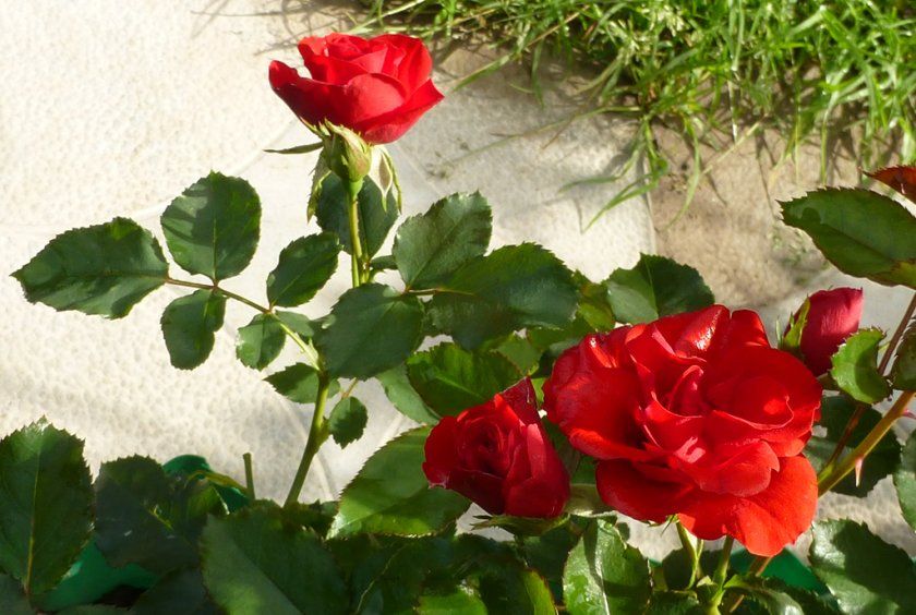 Як пересаджувати троянди Скарлет