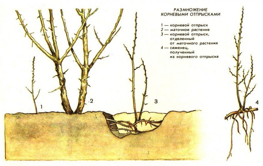 Для розмноження сливи кореневої порослю потрібно вибирати самі життєздатні пагони