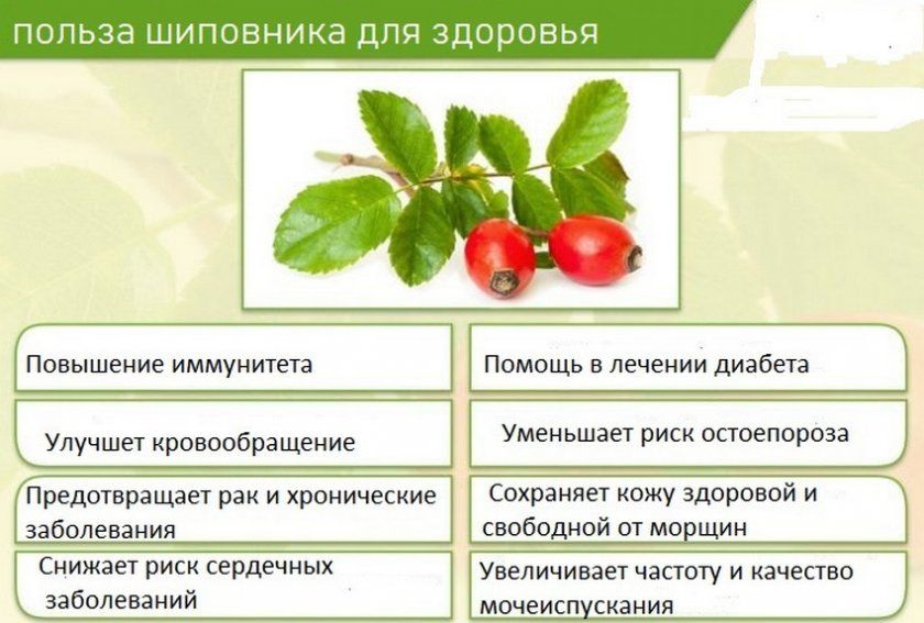 Користь шипшини для здоров'я