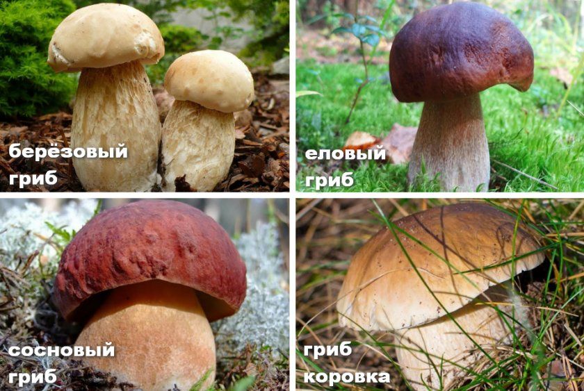 Різновиди білого гриба