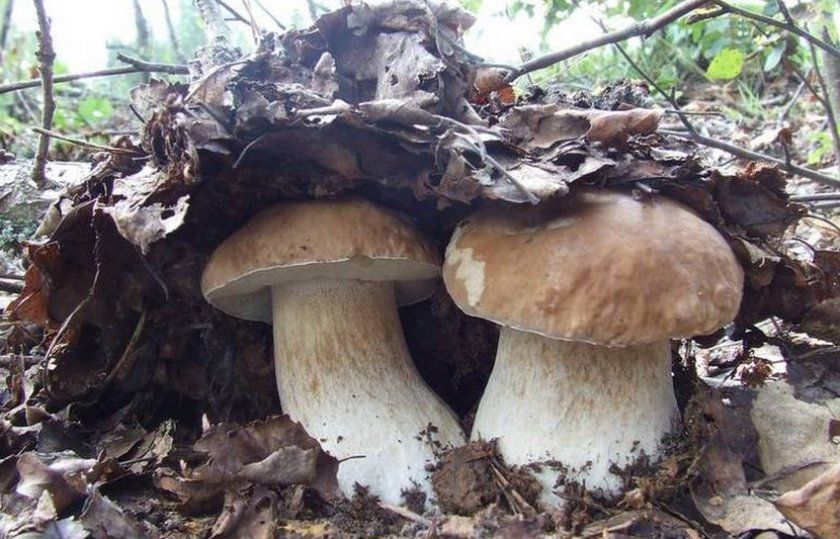 Білі гриби плодоношення