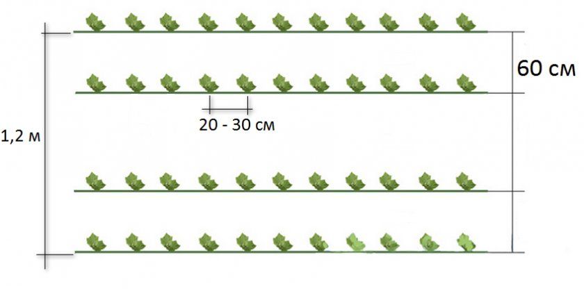 Схема посіву насіння при ширині 1,2 м