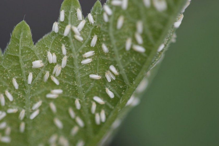 Білокрилки на листку огірка