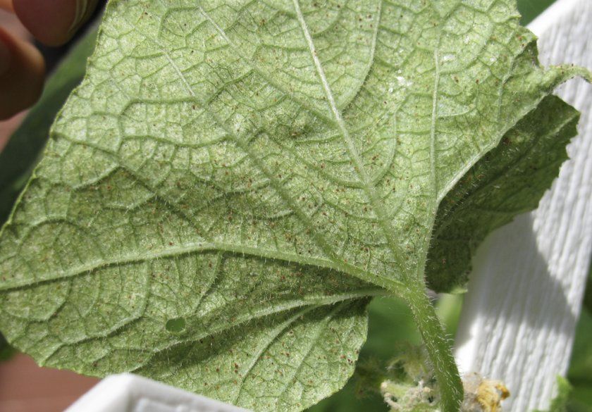 Павутинні кліщі на листку огірка