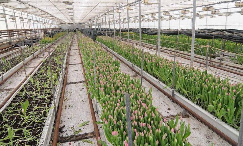 Вирощування тюльпанів в теплиці