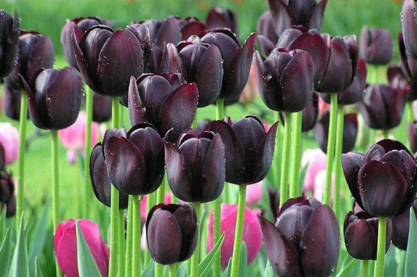 Тюльпани Black Beauty