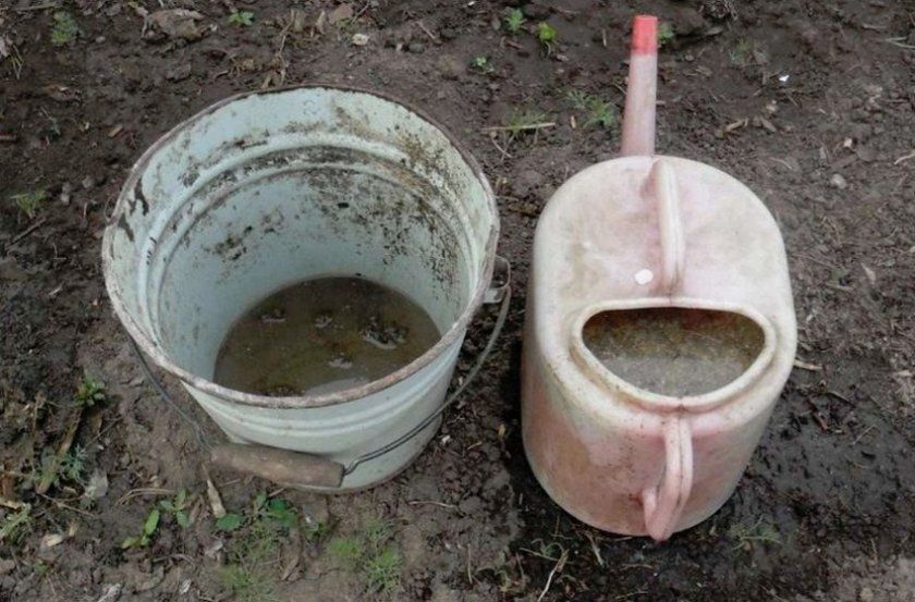 курячий послід