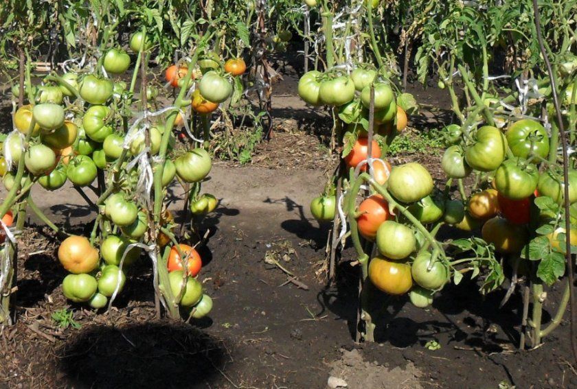 Догляд за томатами у відкритому грунті