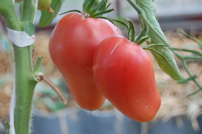 Вирощування томата сорту Орлине серце