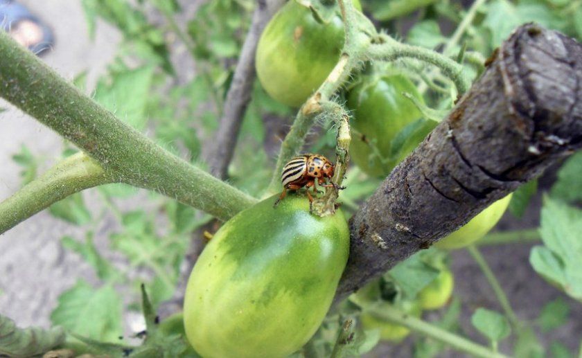 Колорадський жук на томатах