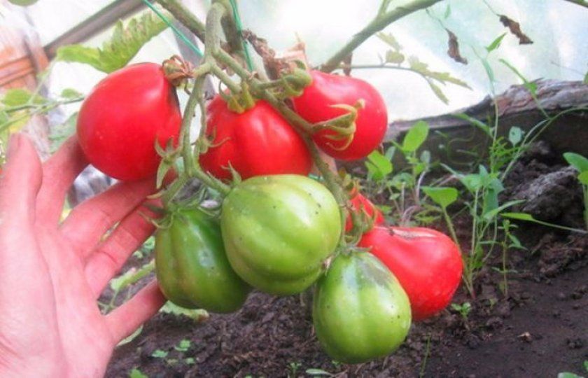 Особливості вирощування сорти помідорів