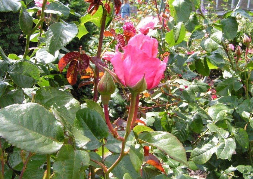 Період цвітіння троянд Кордеса