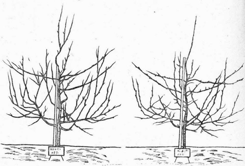 Кустоподобная форма дерева шовковиці