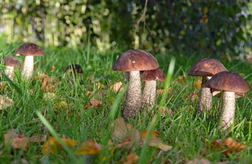 Група грибів