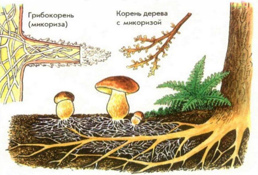 Мікориза білого гриба
