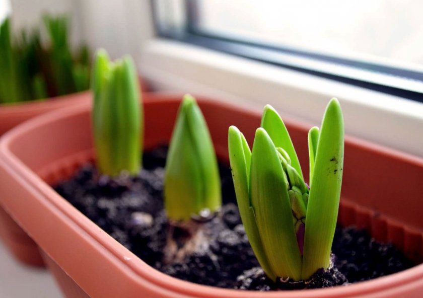 Вирощування тюльпанів в квартирі до 8 березня