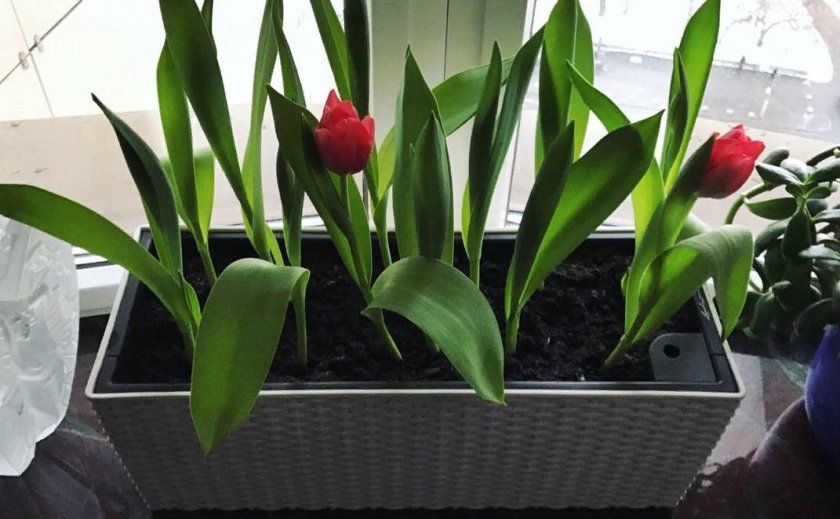 Вирощування тюльпанів в квартирі до 8 березня