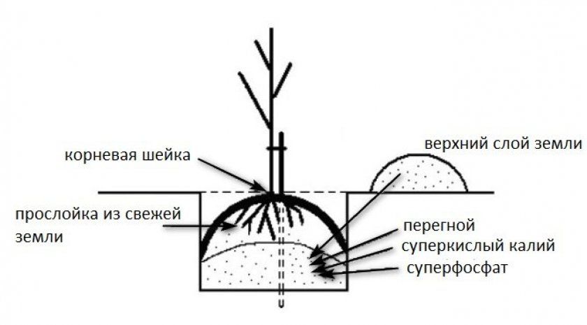 Схема посадки саджанця вишні