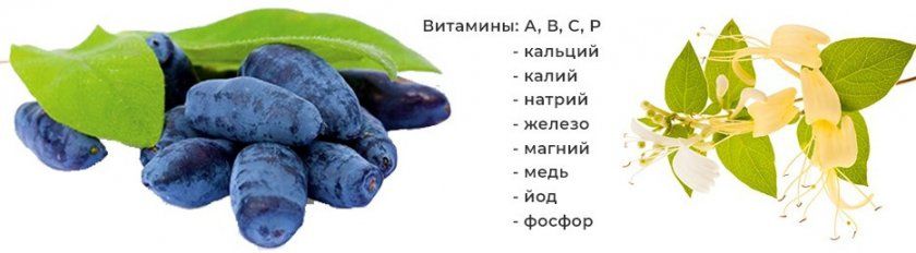 склад жимолості