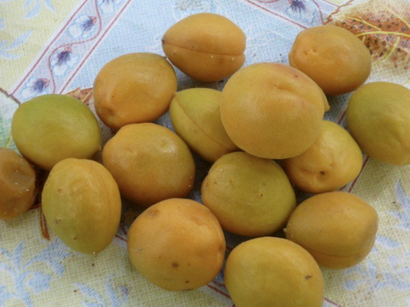 Плоди абрикоса сорту Царський