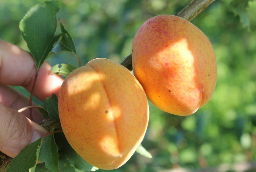 абрикос Персиковий