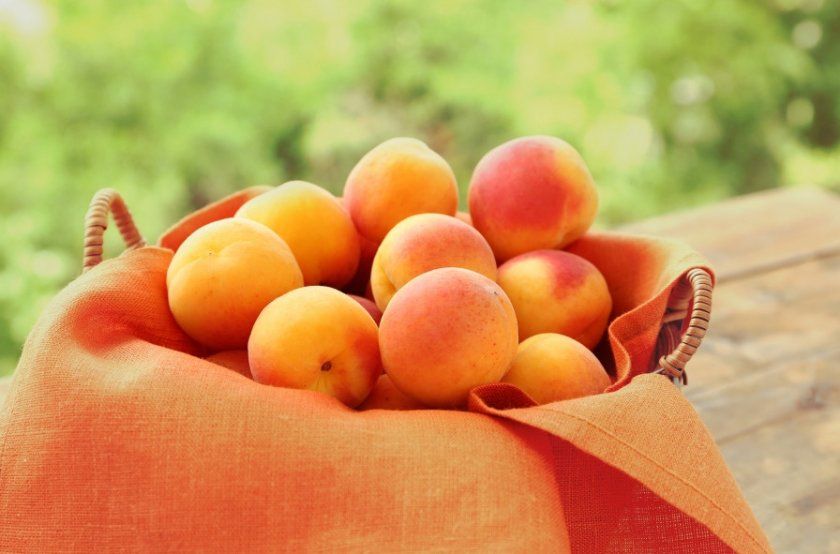Плоди абрикоса Тріумф північний