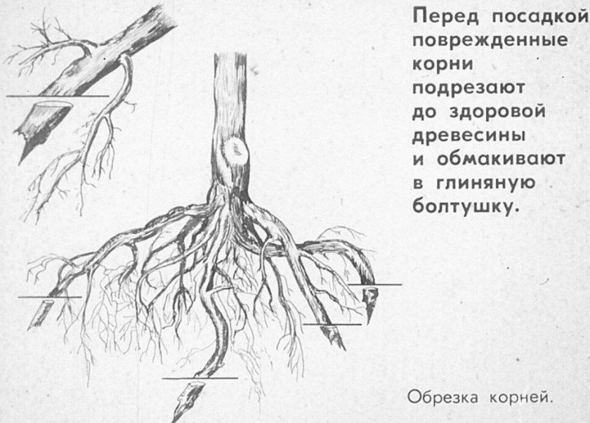 Обрізка пошкоджених коренів дерева