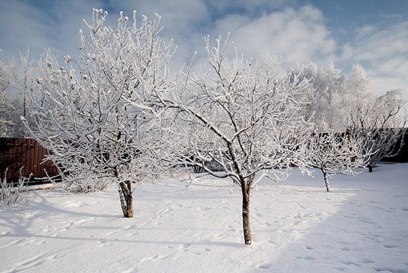 Яблуневий зимовий сад