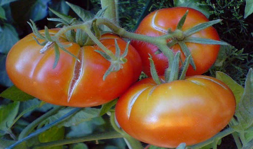 Тріскаються помідори в теплиці