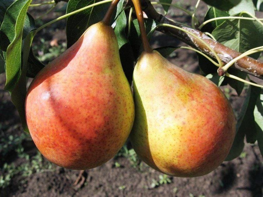 зрілі плоди груші Москвичка