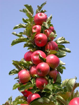 Яблуня колоновидна Арбат