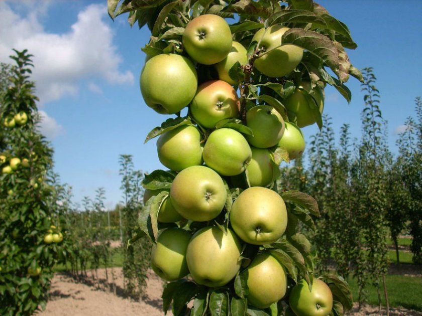 Плодоношення яблуні сорту Арбат