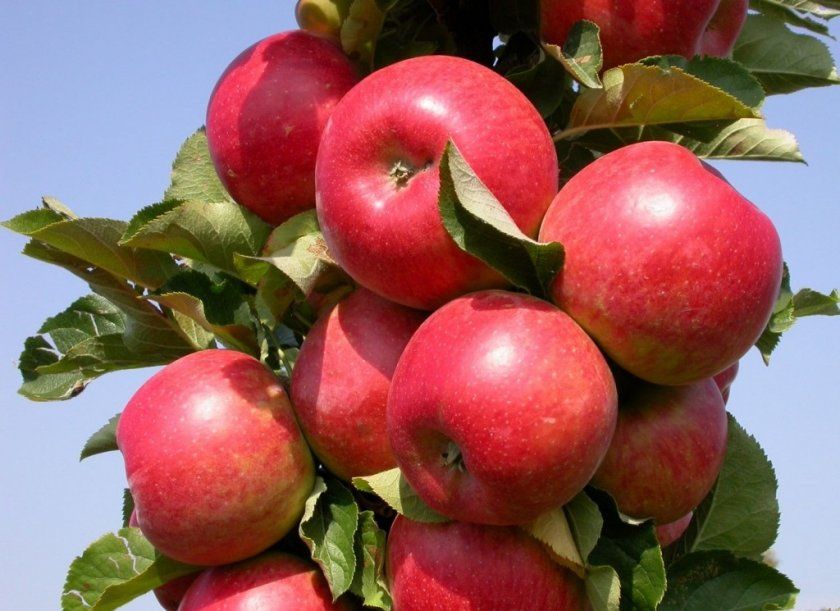 Урожай яблуні Арбат
