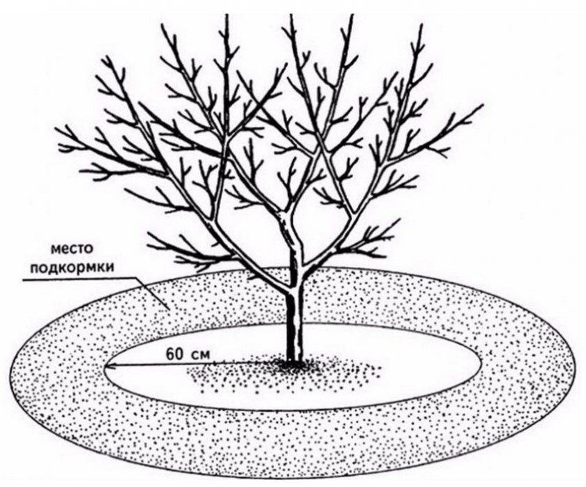 Схема весняного підживлення яблунь