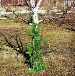 Підготовка яблуні до зими