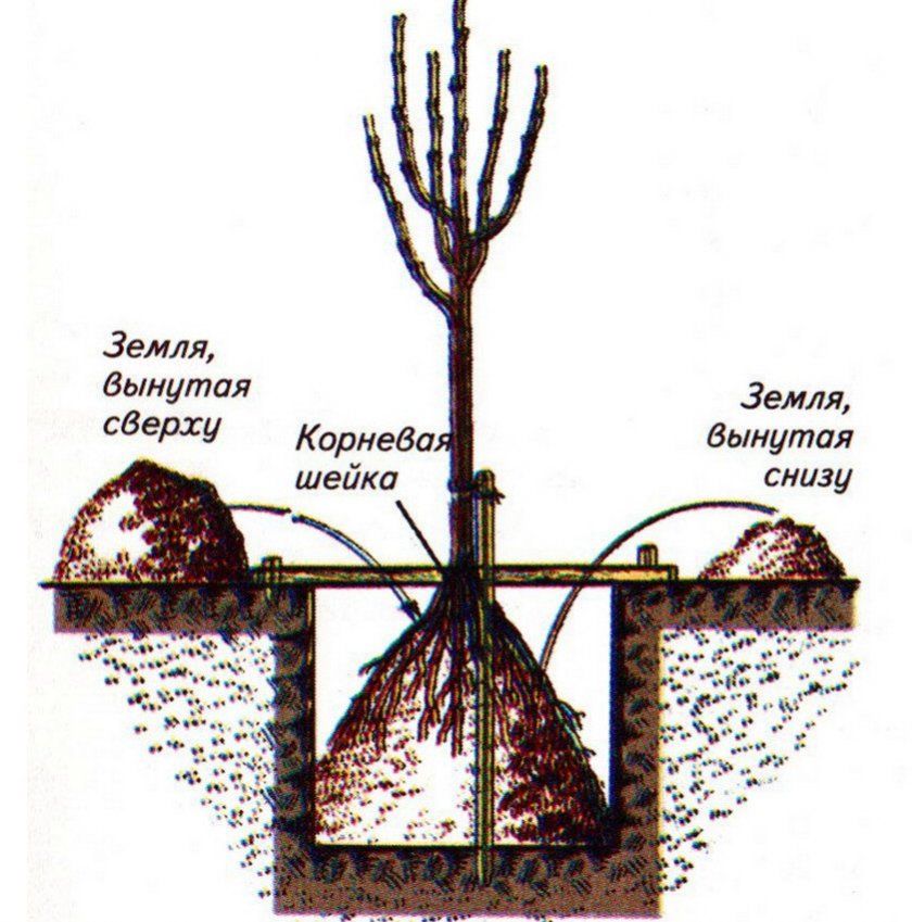 Схема посадки саджанця яблуні