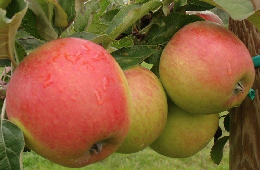 Збір і зберігання яблук сорту Пінова