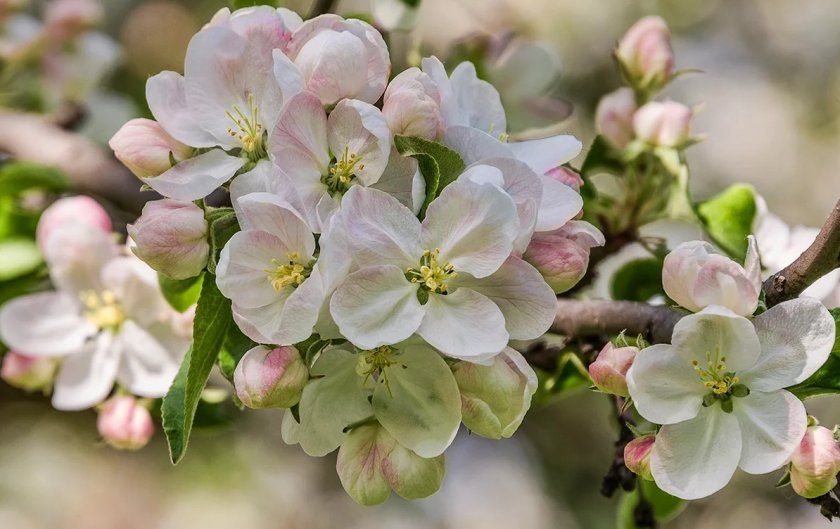 Цвітіння яблуні Пінова
