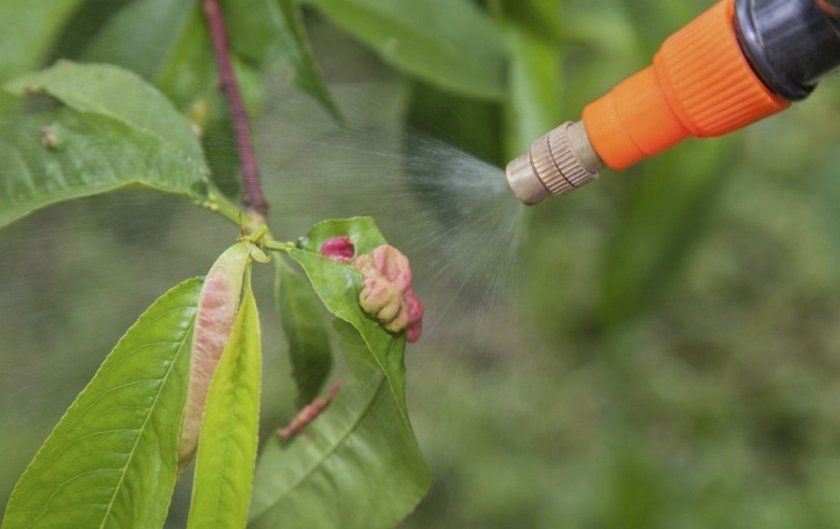 Обробка персикового дерева від шкідників і хвороб