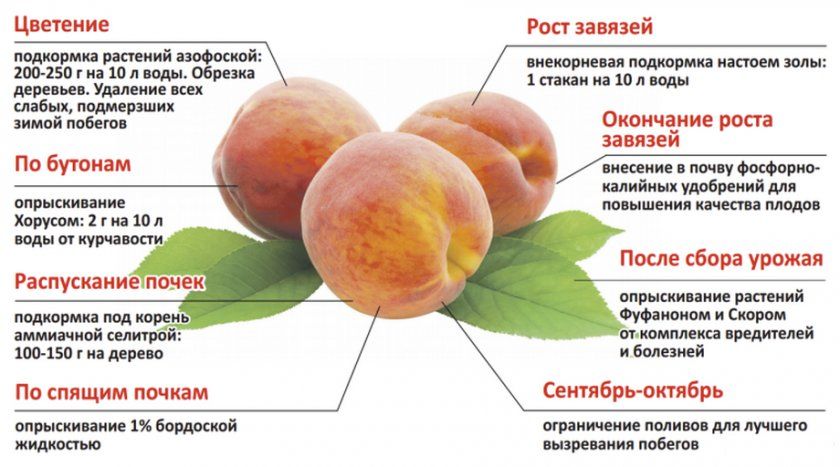 Правила підгодівлі персиків