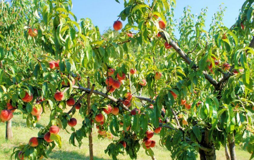 вирощування персика