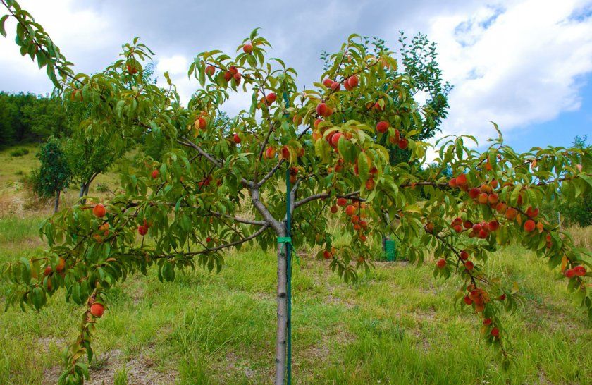 вирощування персиків