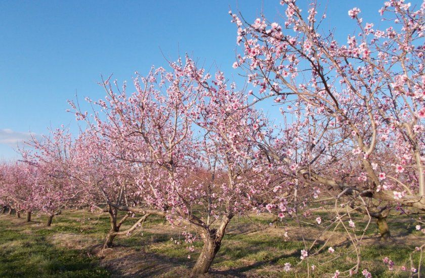 Цвітіння персикового дерева