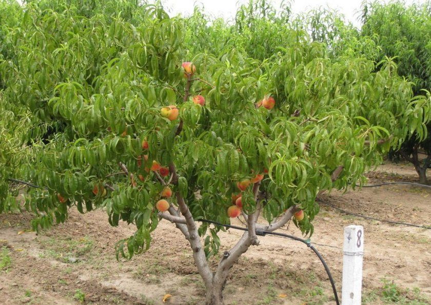 плодоношення персика