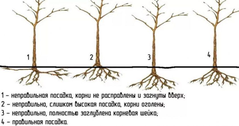 Особливості посадки дерева сливи