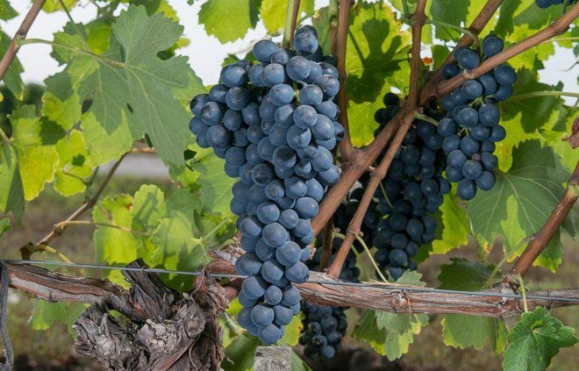 Властивості винограду Шираз